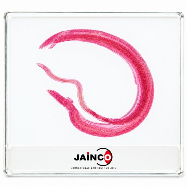Schistosoma in Copula